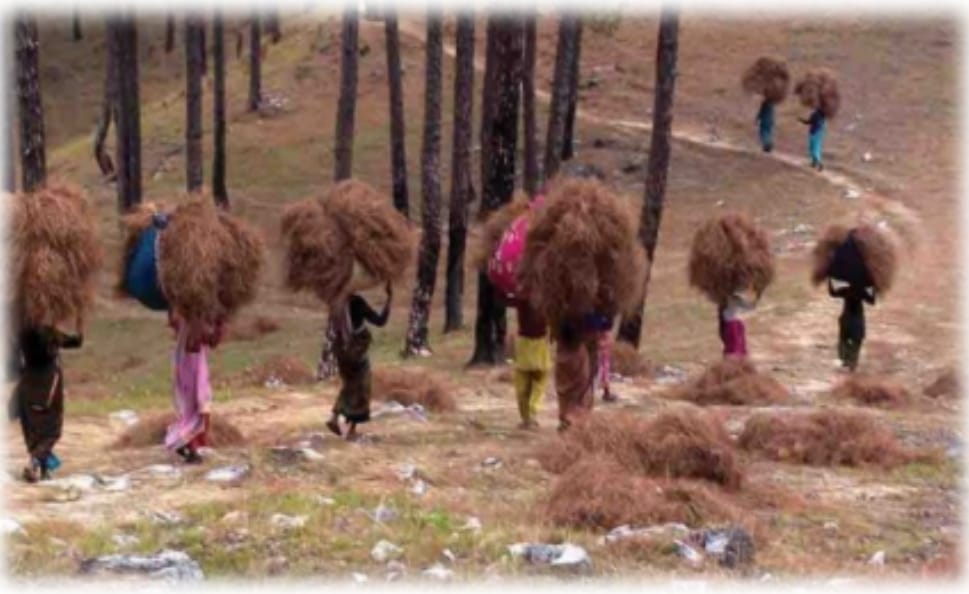 <h2>Transforming Pine Needles into High-Value Biochemicals</h2><p>Preventing forest fires, empowering rural livelihoods, and creating a circular green economy — all through pine needle bio-fractionation.</p>