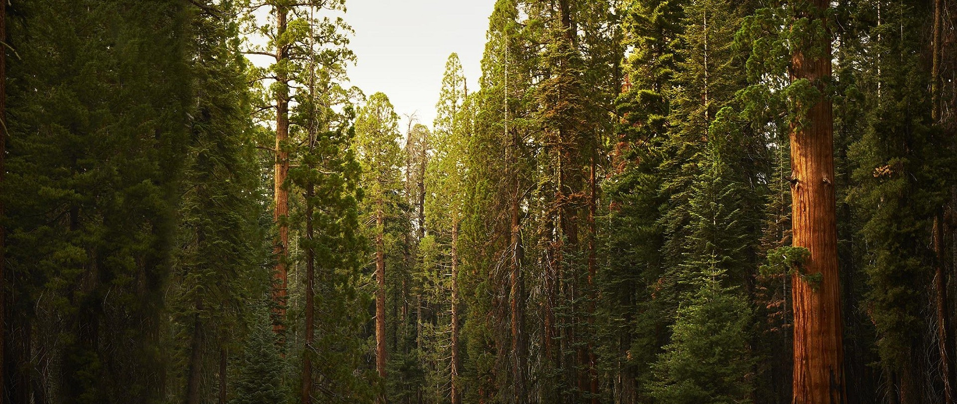 <h2>Eco-Innovation for a Cleaner, Greener Future</h2><p>Our patented bio-fractionation technology extracts valuable resins, xylitol, and cellulose from pine needles — reducing imports, pollution, and unemployment.</p>