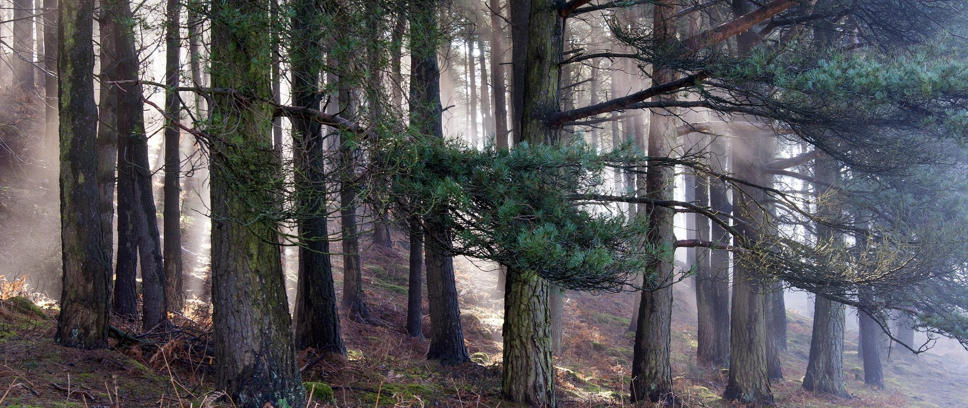 <h2>Pine Needles – From Fire Risk to Future Resource</h2><p>Every year, forest fires destroy biodiversity and livelihoods. We offer a scalable solution that transforms this threat into industrial inputs.</p>